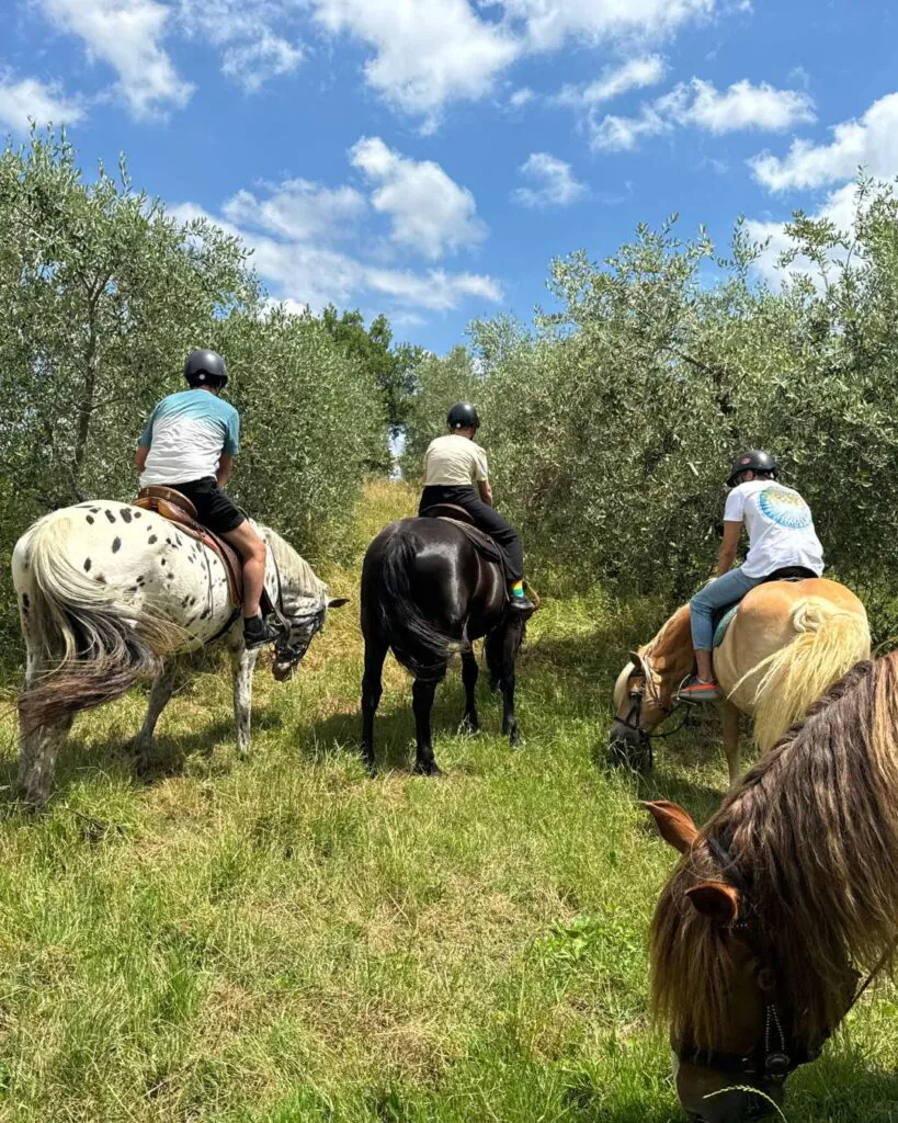 Passeggiata a cavallo tra gli ulivi toscani
